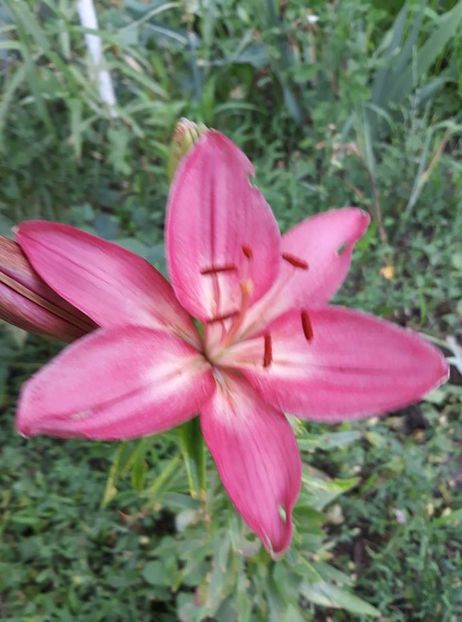  - 2018 - În grădină