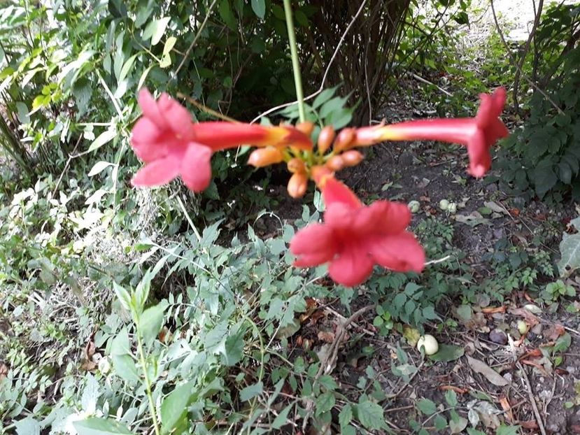  - 2018 - În grădină