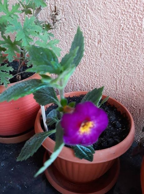  - 2018 - În grădină