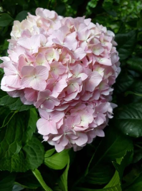  - 2018 - În grădină