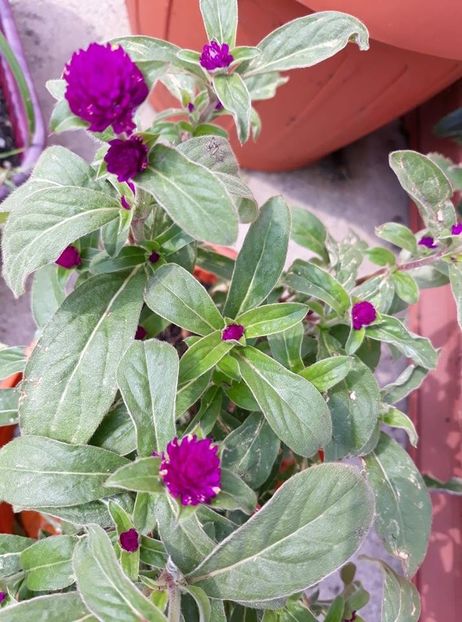  - 2018 - În grădină