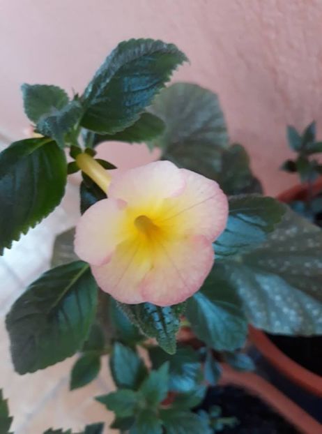  - 2018 - În grădină