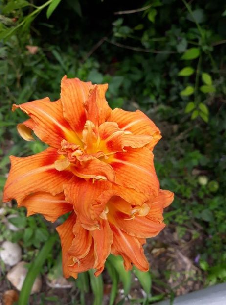  - 2018 - În grădină