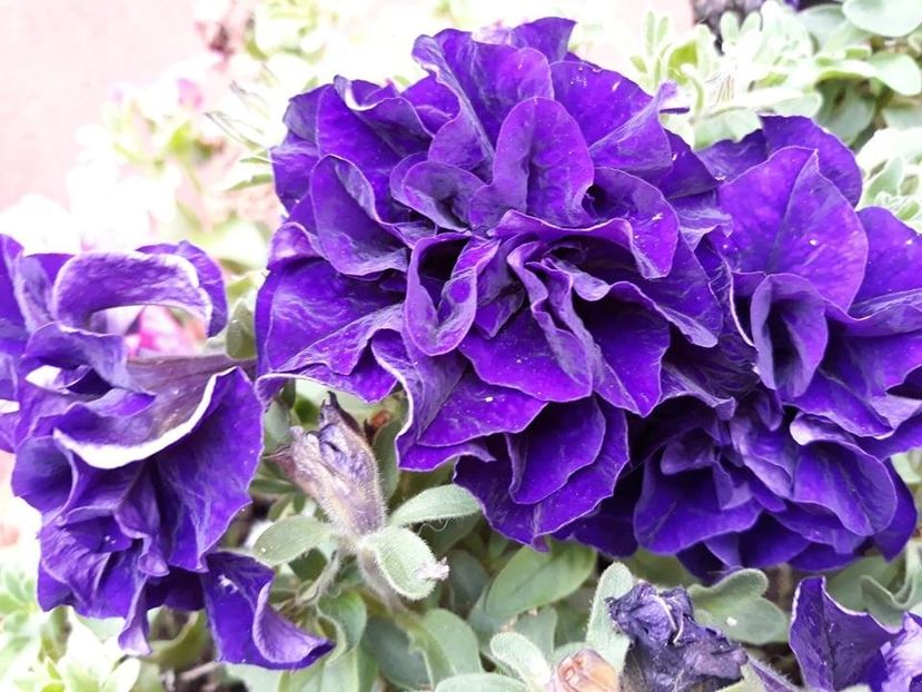  - 2018 - În grădină