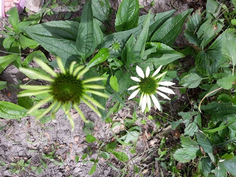  - 2018 - În grădină
