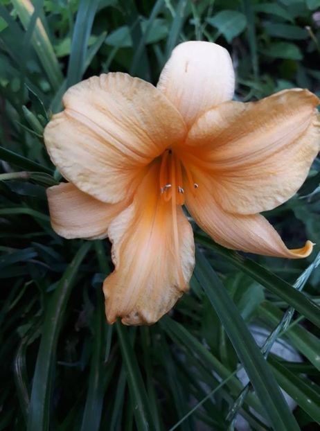  - 2018 - În grădină