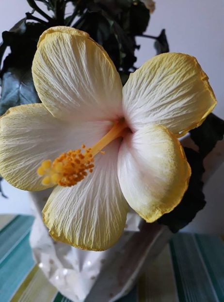  - 2018 - În grădină