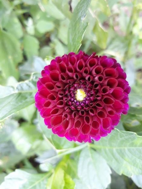  - 2018 - În grădină