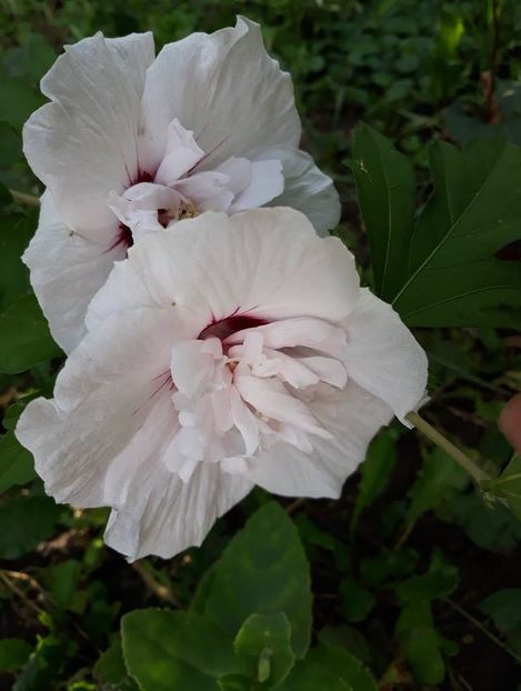  - 2018 - În grădină