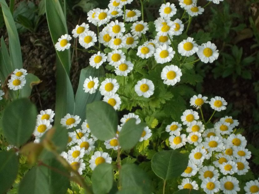  - 2018 Flori de gradina