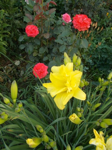  - 2018 Flori de gradina