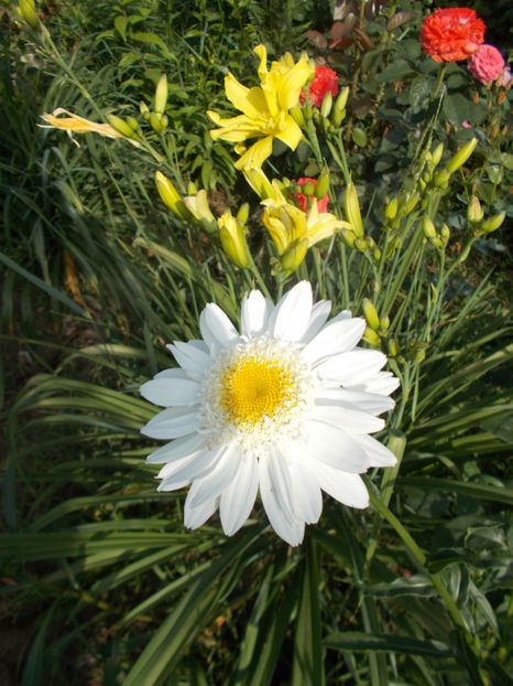  - 2018 Flori de gradina