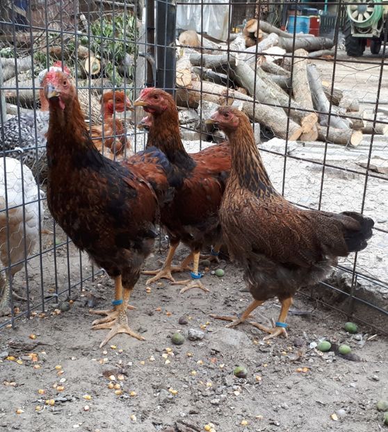  - Pui gaina 2018