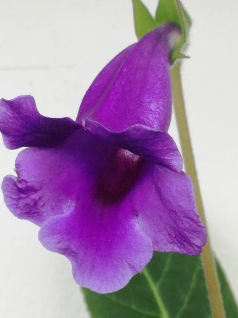 Sliperi mov - Florile mele