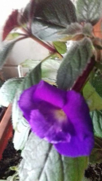 received_1547673542008403 - Florile mele