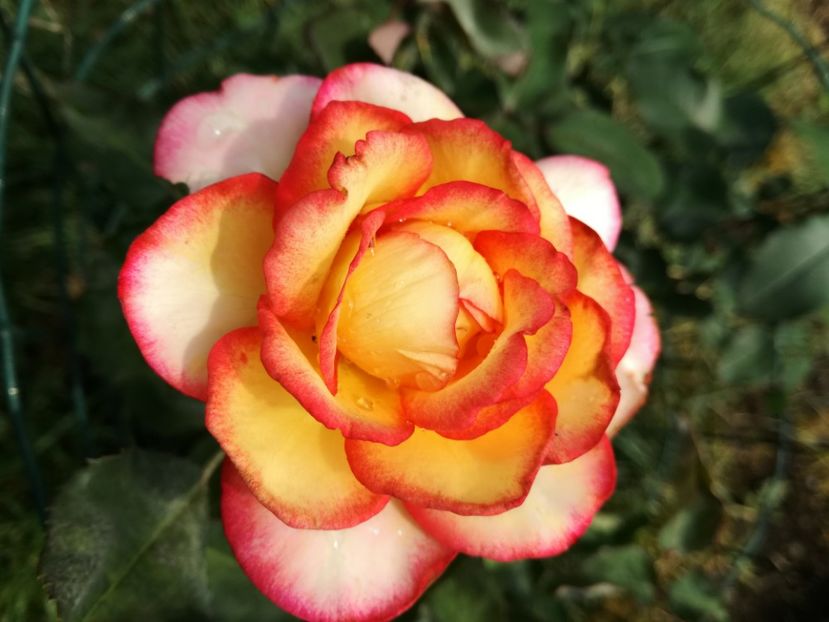 Trandafir Leo Ferer - Florile mele