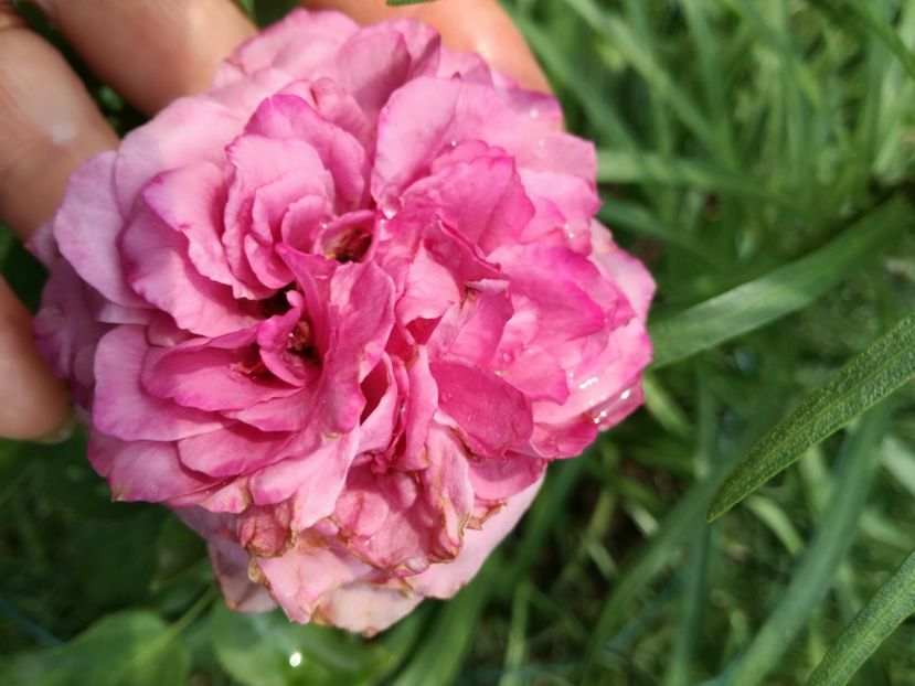 Fără nume - Florile mele