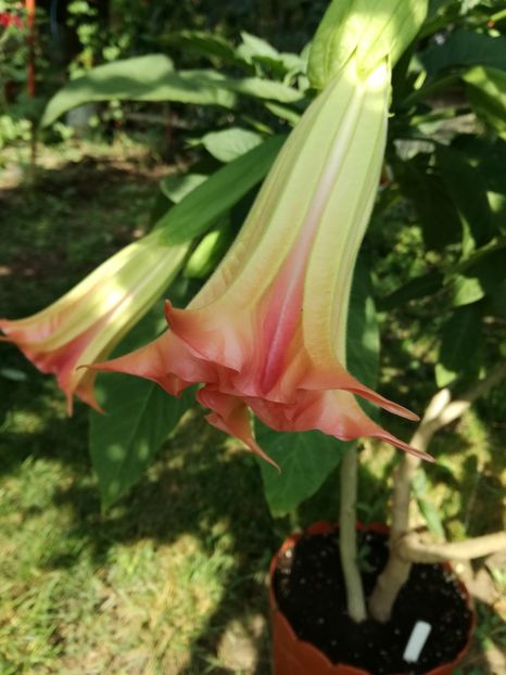 Brugmansia roz - Florile mele
