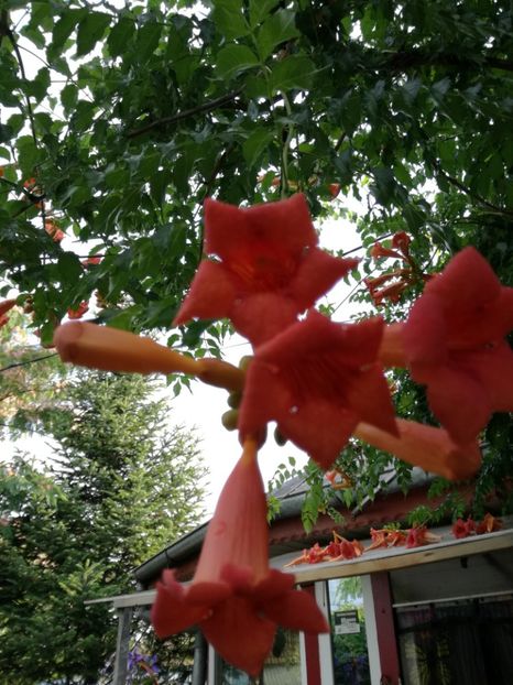 Luleaua turcului - Florile mele