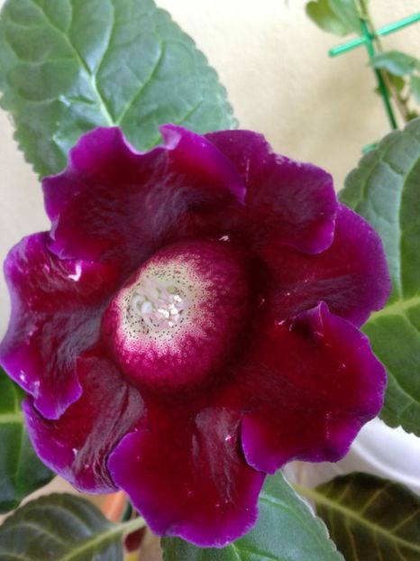 Gloxinie din semințe - Florile mele