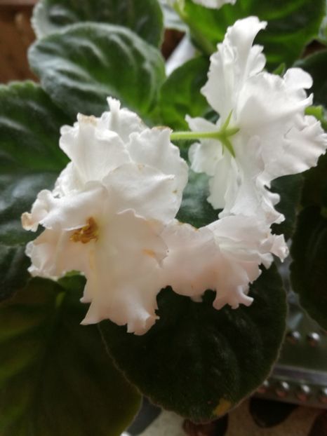 Violeta Balerina - Florile mele