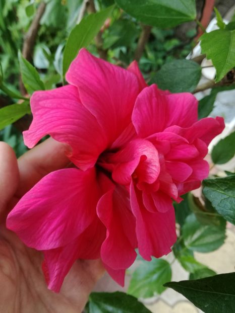 Hibiscus siclam bătut - Florile mele