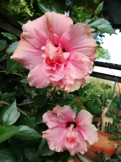 Hibiscus roz bătut - Florile mele