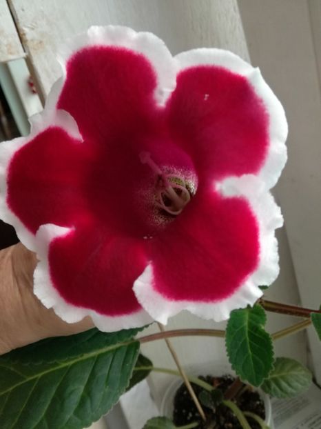 Gloxinie Keiser Fridrich - Florile mele