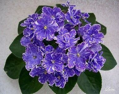Perfect Harmony - AA Violete in colecție poze net
