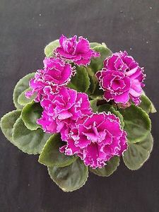 Ness Cramberry  Lace - AA Violete in colecție poze net