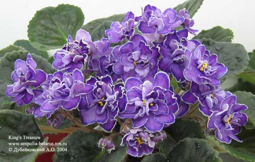 King s Treasure - AA Violete in colecție poze net