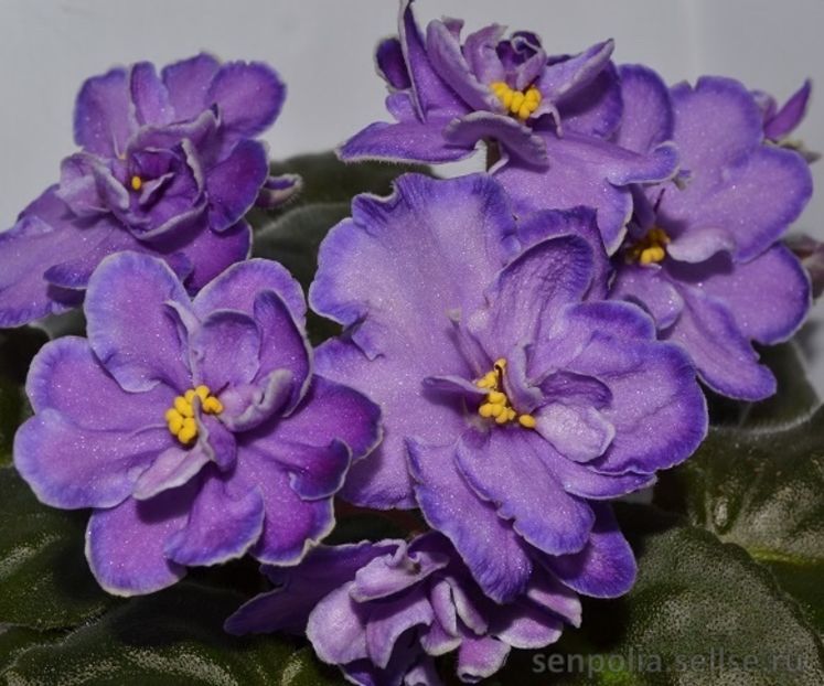 King s Treasure - AA Violete in colecție poze net