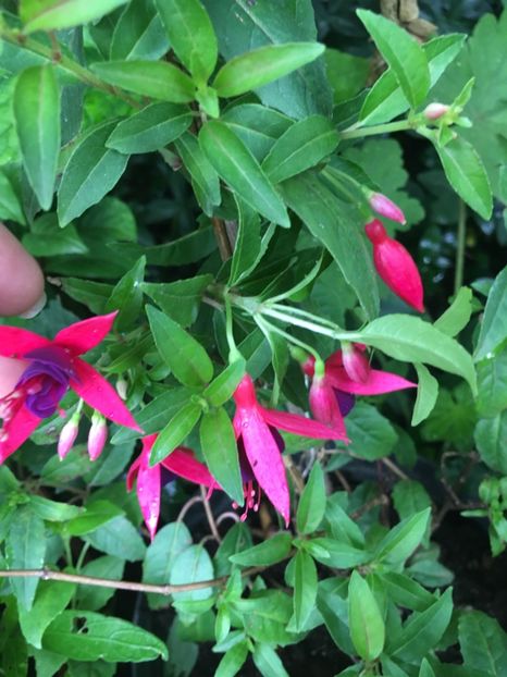 Electric light - Fucsii 2018