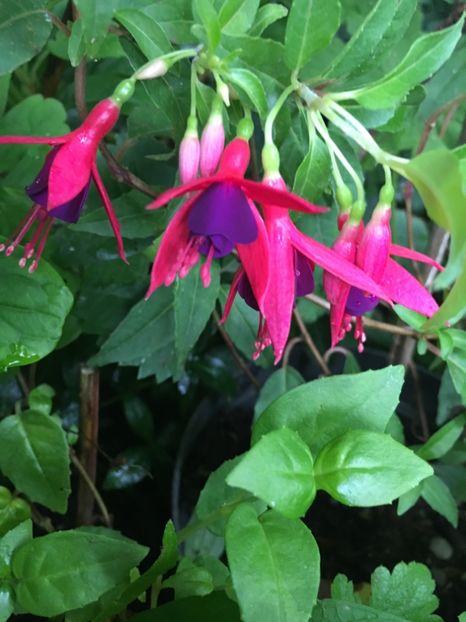 electric light - Fucsii 2018