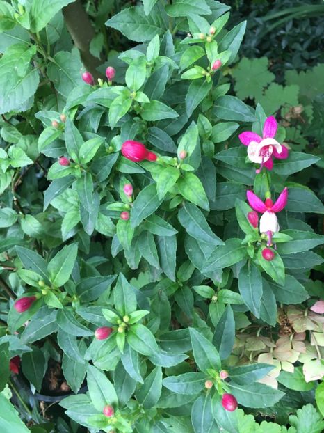 necunoscut - Fucsii 2018