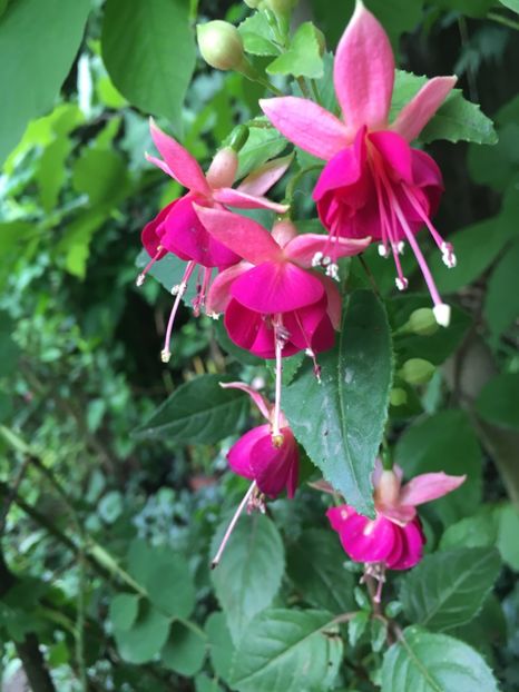 Paula jane ? - Fucsii 2018