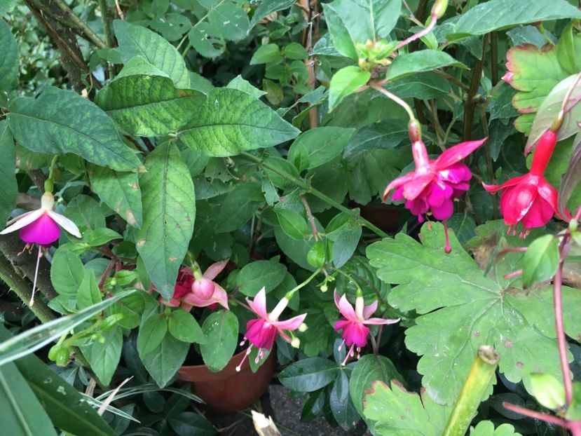 Marinka, la Campanella, Paula jane, vodoo - Fucsii 2018