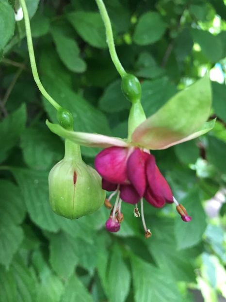 Jollies la Grande savoy - Fucsii 2018