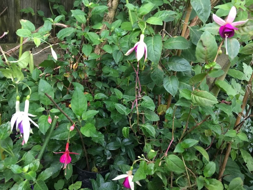 la Campanella, carmel Blue , Beacon , Bella rosella - Fucsii 2018