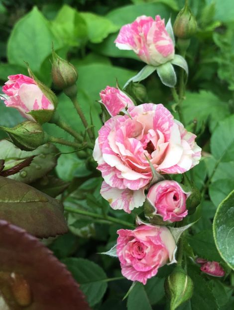 8156921E-1D91-4D17-B4E8-FD64938650BB - Trandafiri mini