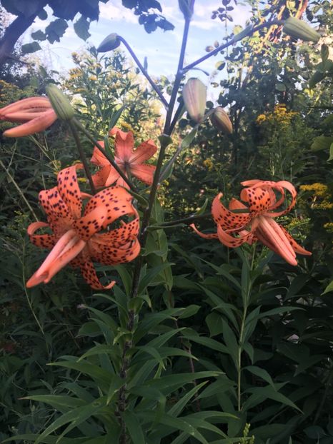 1A1B7647-B3FC-44B3-BF14-94887202D5D6 - Crini in gradina