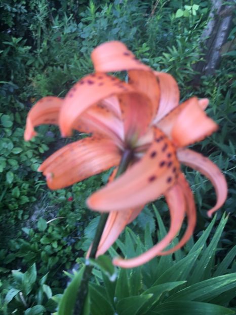 CD093912-ED1C-40E3-AC21-A52C4839647D - Crini in gradina