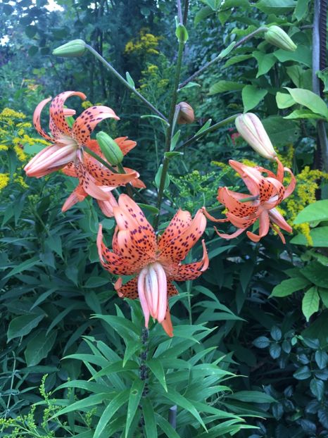 70D61C6A-84A3-44A7-9329-E7E120D3779E - Crini in gradina