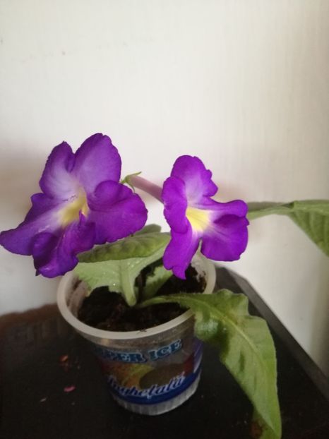  - Florile mele