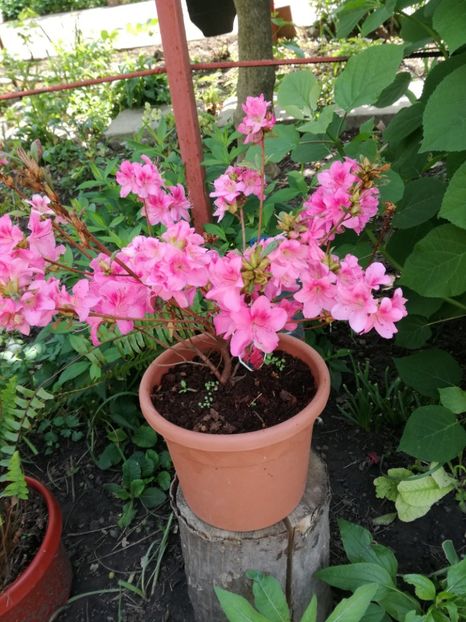 Azalee de curte - Florile mele