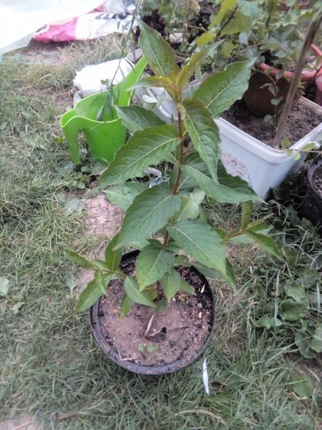 Weigela cu flori roșii - w Produse livrate