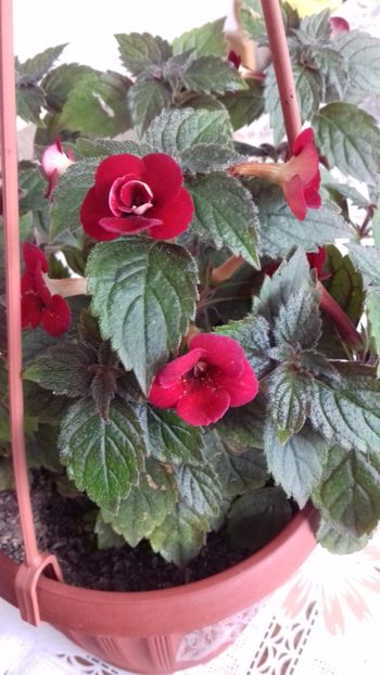 27.06.2018 - Petite Fadette- gabi gligor