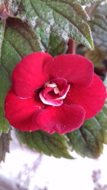 27.06.2018 - Petite Fadette- gabi gligor