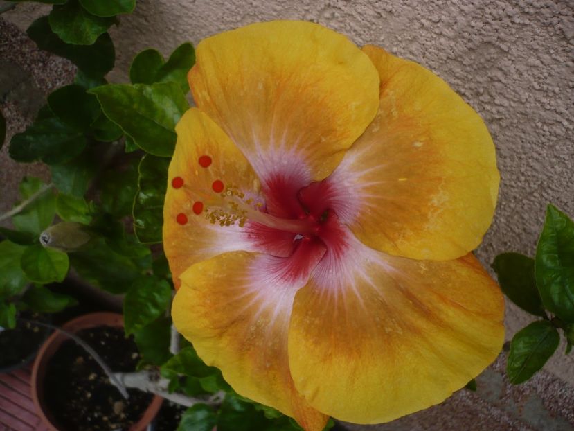 27.06.2018 - HIBISCUSI 2018-2