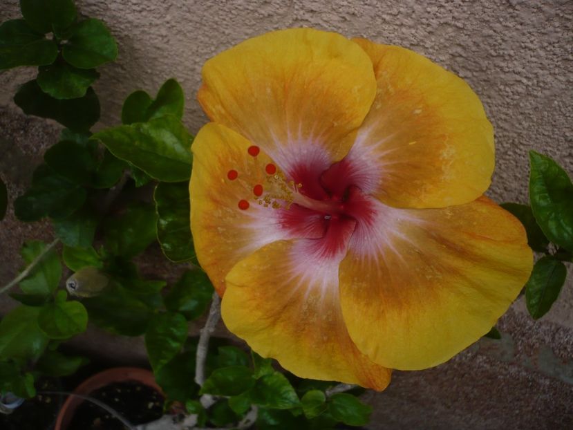 P1380346 - HIBISCUSI 2018-2